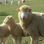 Abel & Cole adopts wool packaging Woolcool