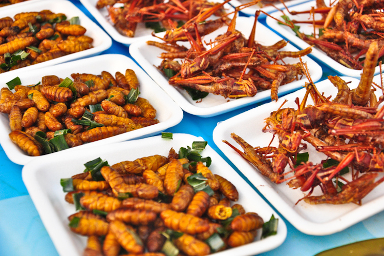 Special food , Fried grasshoppers in thailand,closeup