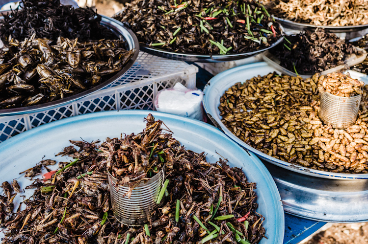 Selling dried insects Siem Reap Cambodia