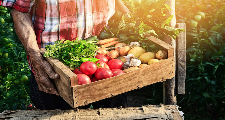 Old man holding wooden crate filled with fresh vegetables - tomatoes, carrots, garlic and potatoes.